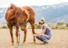 Top 10 Gift Ideas For Horse Lovers horse lover gift