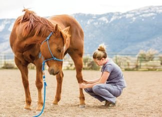 Top 10 Gift Ideas For Horse Lovers horse lover gift