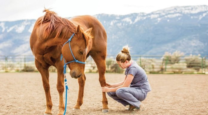 Top 10 Gift Ideas For Horse Lovers horse lover gift