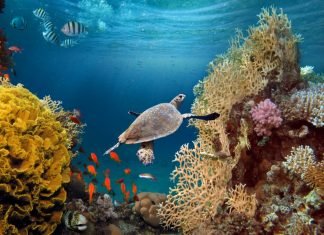 The Alarming Decline in Coral Reefs Around the World Coral Reefs Around the World