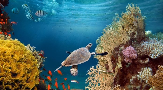 The Alarming Decline in Coral Reefs Around the World Coral Reefs Around the World