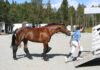 5 Points to Consider Before Buying a Horse Consider Before Buying a Horse