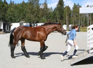 5 Points to Consider Before Buying a Horse Consider Before Buying a Horse