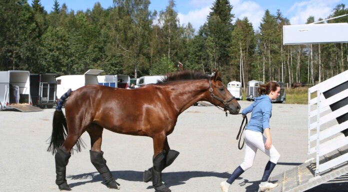5 Points to Consider Before Buying a Horse Consider Before Buying a Horse