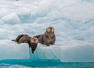 Top 10 Fun Facts About Alaska Fun Facts Alaska 2022